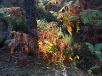 2016-10-09 Les gorges d Apremont 0034